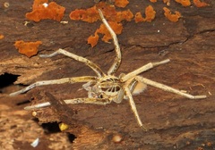 Ancylometes concolor