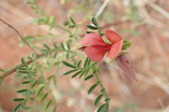 Indigofera heterotricha