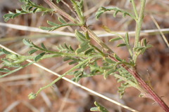 Indigofera heterotricha