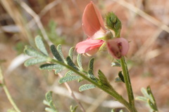 Indigofera heterotricha