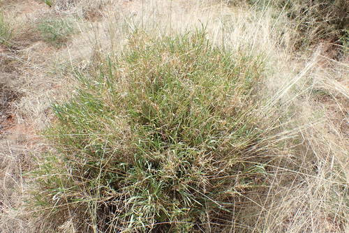 Digitaria polyphylla