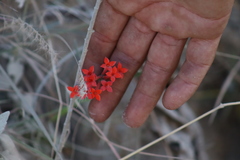 Bouvardia tenuifolia