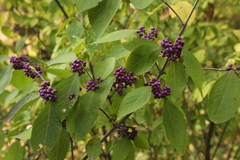Callicarpa bodinieri