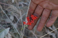 Bouvardia tenuifolia