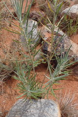 Gomphocarpus tomentosus tomentosus