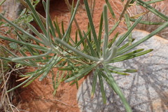 Gomphocarpus tomentosus tomentosus