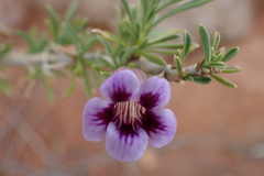 Aptosimum marlothii