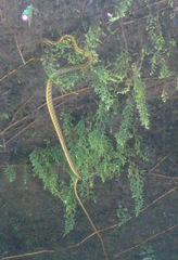 Dendrelaphis striatus