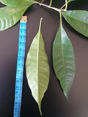 Alstonia angustifolia