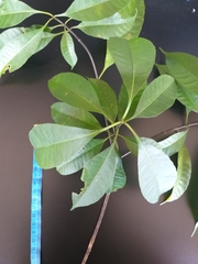 Alstonia angustifolia