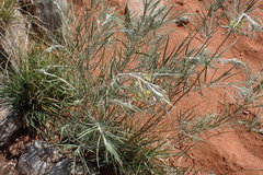 Gomphocarpus tomentosus tomentosus