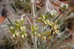 Gomphocarpus tomentosus tomentosus