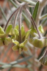 Gomphocarpus tomentosus tomentosus