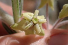 Gomphocarpus tomentosus tomentosus