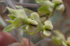 Gomphocarpus tomentosus tomentosus