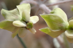 Gomphocarpus tomentosus tomentosus