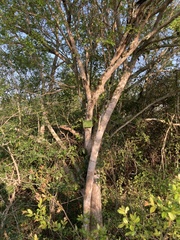 Pteleopsis myrtifolia