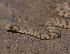 Dipsina multimaculata