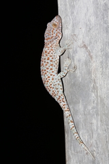 Gekko gecko