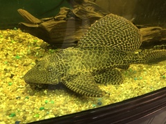 Pterygoplichthys gibbiceps