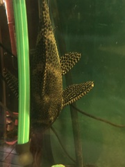 Pterygoplichthys gibbiceps