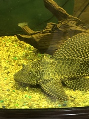 Pterygoplichthys gibbiceps