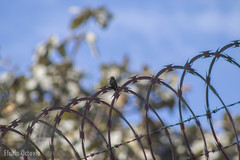 Saucerottia beryllina