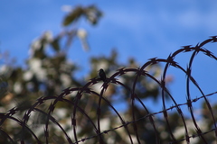 Saucerottia beryllina