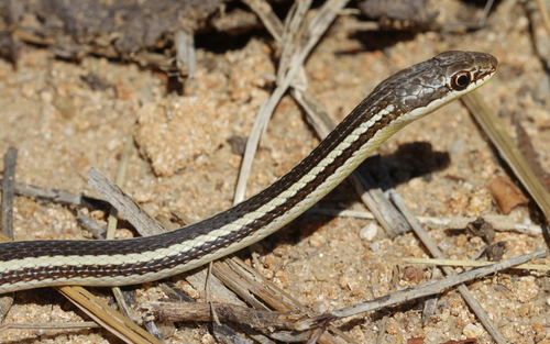 Bernier's Striped Snake