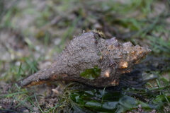 Volegalea cochlidium