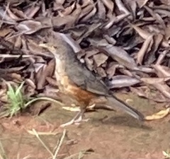 Turdus rufiventris