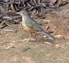Turdus rufiventris