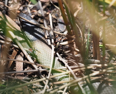 Elapognathus coronatus