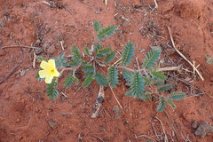 Tribulus zeyheri