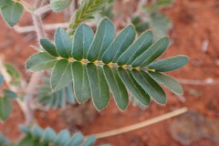 Tribulus zeyheri
