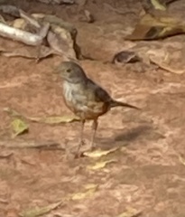 Turdus rufiventris