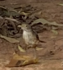Turdus rufiventris