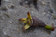 Rhizophora apiculata