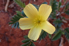 Tribulus zeyheri