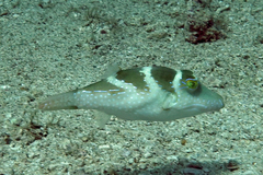 Canthigaster cyanospilota