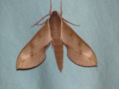 Xylophanes rhodocera