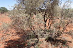 Vachellia haematoxylon