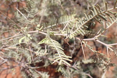 Vachellia haematoxylon