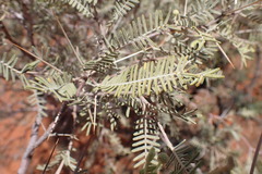 Vachellia haematoxylon
