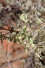 Vachellia haematoxylon