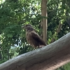 Turdus leucomelas