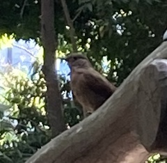 Turdus leucomelas