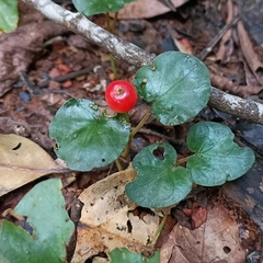 Geophila