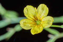 Linum schiedeanum