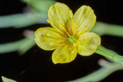 Linum schiedeanum